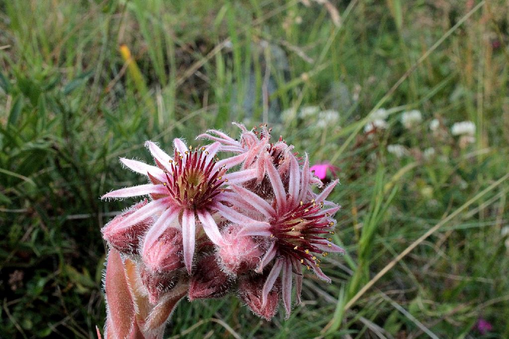 Sempervivum tectorum?